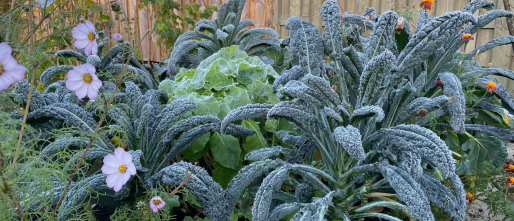 Moestuinieren. In Moestuinbakken Of In De Volle Grond?