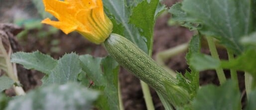 Zaaikalender van juni in de moestuin