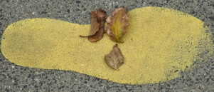 Hoe ieder blaadje een poort kan zijn naar een open hart