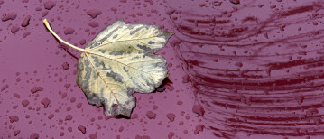 De schoonheid van blaadjes - en nee, het verveelt niet ;-)