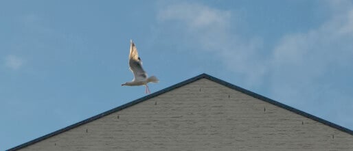 De flits van waarneming: het hart van Miksang Fotografie