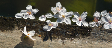 Oneindig nieuw begin − bloesem in de lente