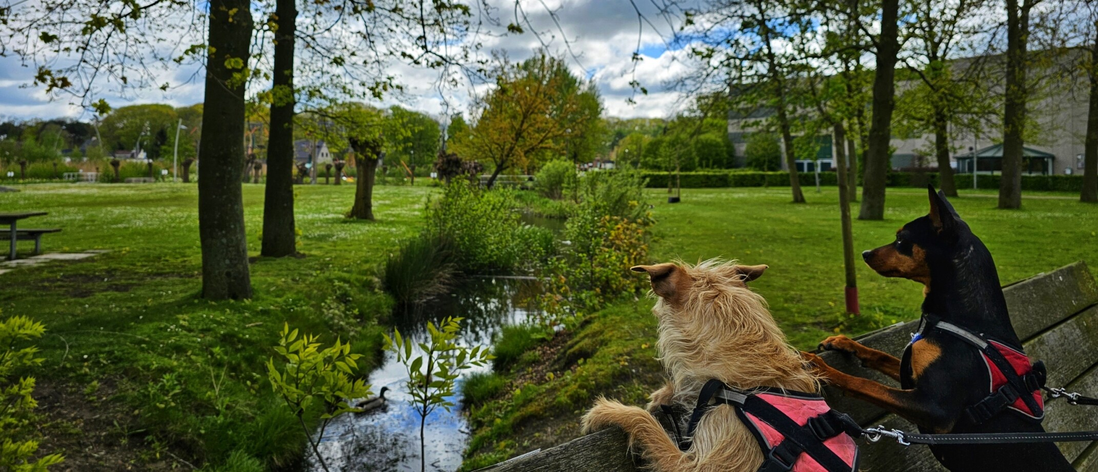 Het Donkmeer In Berlare