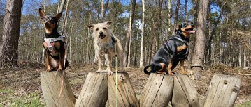 Het Stropersbos in Stekene en Sint-Gillis-Waas