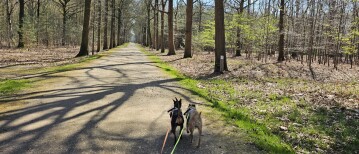 Het Mastenbos in Kapellen