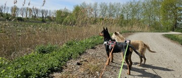 Wandeling in de Scheldevallei Moerzeke-Kastel
