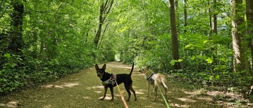 Wandeling door de Struisbeekvallei en Fort 6 in Wilrijk