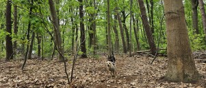Het hondenspeelbos in Wouwse Plantage