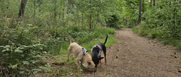 Loslopen in het Liesbos in Breda