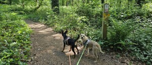 Wandeling door het Groenhovebos in Torhout