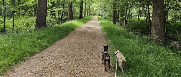 Wandeling door het Wijnendalebos