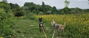 Wandelroute door het Bos t Ename