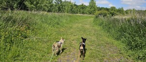 Wandeling door het Rhodesgoed bos in Izegem