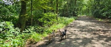 Loslopen in het Noordbargerbos in Emmen