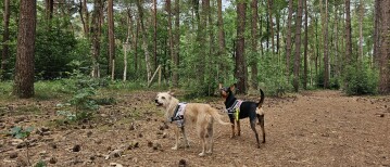 Het kattenbos in Lommel