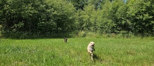 De Lozerheide in Bocholt
