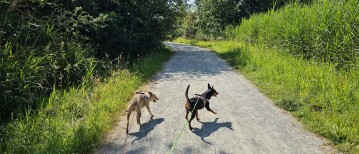 Wandelen in Willebroek: de Biezenweiden en Hazewinkel