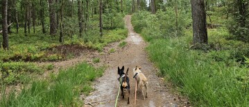 Wandelen op Majuba in Epe op de Veluwe