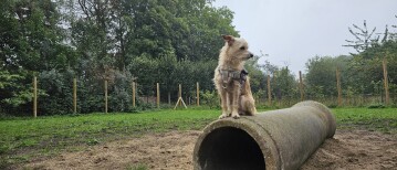 Gluten intolerantie (PD) en epilepsie bij honden: onze ervaring