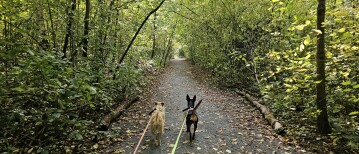 Wandelen en loslopen in Hemiksem