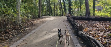 Het Timmermanspad in Lier