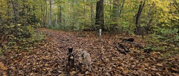 Het Wormelaar en Dalemansbos in Zemst