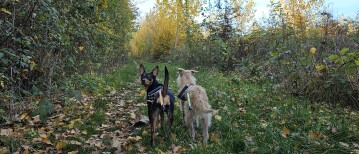 Het Gravenbos in Humbeek