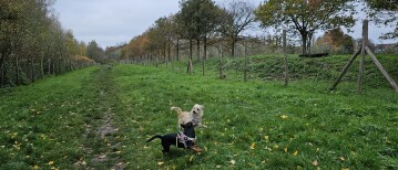 Het geboortebos (met losloopweide) in Temse