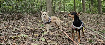 Het Puitvoetbos in Sint-Niklaas