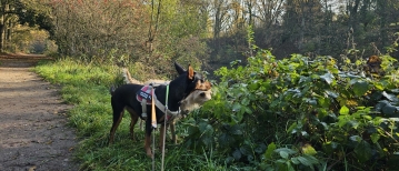 Wandeling rond Fort 2 in Wommelgem