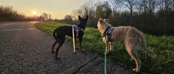 De Steendorp wandelroute