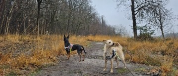 Het Drongengoedbos en het Maldegemveld