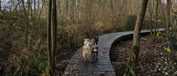 Het Koersels Kapelleke in de Vallei van de Zwarte Beek