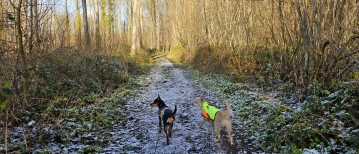 Wandeling door het Ettingebos in Oosterzele