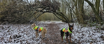 De Wellemeersen in Denderleeuw