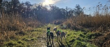 Wandeling door de Oude Landen en het Veltwijckpark in Ekeren