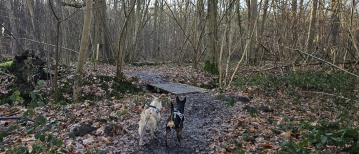 Het Steentjesbos in Boortmeerbeek