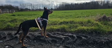 Wandelen door de Birrebeekvallei: het Velaartbos