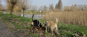 Wandeling rond de Jutse plassen in Koningshooikt