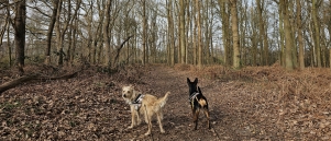 Wandelen door Mosterdpot - Goorbosbeekvallei in Duffel