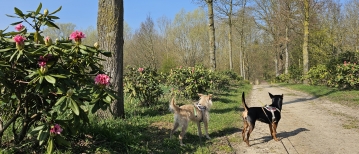 Het natuurgebied Keelman-Zuid in Haaltert