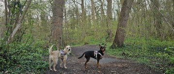 De Wolfsputten in Dilbeek