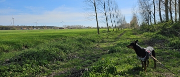 Wandelen in Eeklo: de Moseikdreef en het Sint-Jansbos
