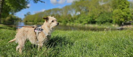 Wandelen in en rond Dokkum (Friesland)