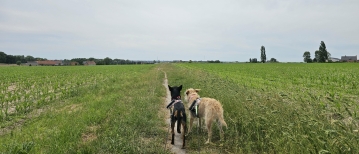 Wandelen langs de velden in Pittem: Het Berghoekpad (9 km)