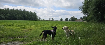 Wandeling langs trage wegen in Houtem (Vilvoorde, 8,4 km)