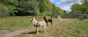 Loslopen in de Bakkeveense duinen in Friesland