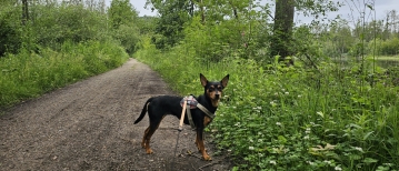 Wandelen door de Calievallei in Lichtaart (Kasterlee, 7,7 km)
