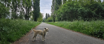 Loslopen in het Veldhuizerpark in Utrecht