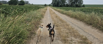 De Beverbeekvallei wandelroute (12,9 km) in Nederhasselt
